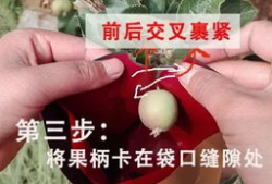 苹果怎么套袋视频